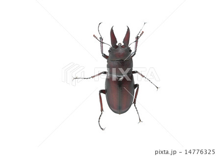 白背景にノコギリクワガタ原歯型のオス 14776325