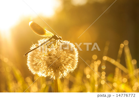 sunrise over a summer meadow 14776772