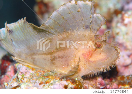 ハダカハオコゼ ハダカハオコゼ 14776844