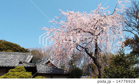 南蔵院の桜（練馬区） 14776928