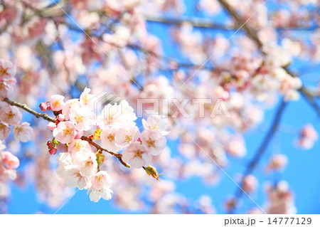 寒桜 14777129