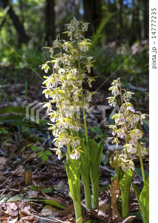 エビネ　エビネラン　欄 14777235