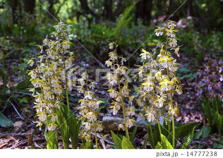 エビネ　エビネラン　欄 14777238