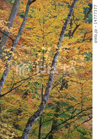 檜原都民の森 檜原都民の森 14777377