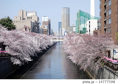 目黒川の桜（目黒新橋から見たふれあい橋） 14777598