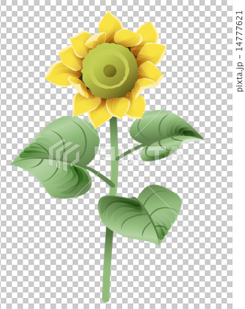 一點點復古向日葵開始綻放 一點點復古向日葵開始綻放 14777621