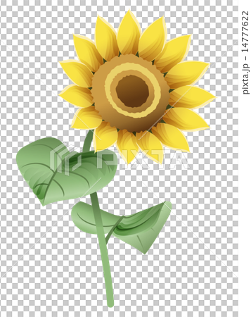 A little retro sunflower right oblique upper A little retro sunflower right oblique upper 14777622