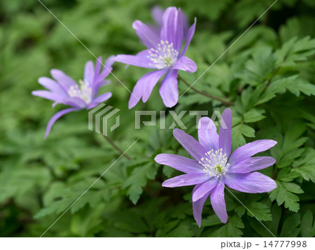 青紫の菊咲一華 青紫の菊咲一華 14777998