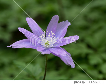 青紫の菊咲一華 青紫の菊咲一華 14777999
