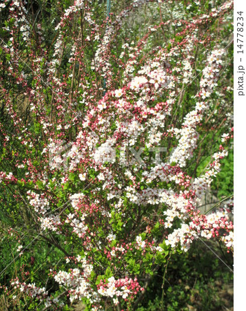 春の花 咲き始めのピンクユキヤナギの花の写真素材