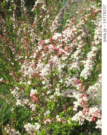 春の花 咲き始めのピンクユキヤナギの花の写真素材