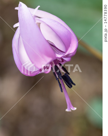赤紫のカタクリ 14778390