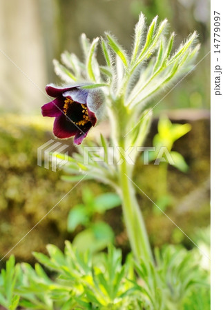 オキナグサ オキナグサ 14779097