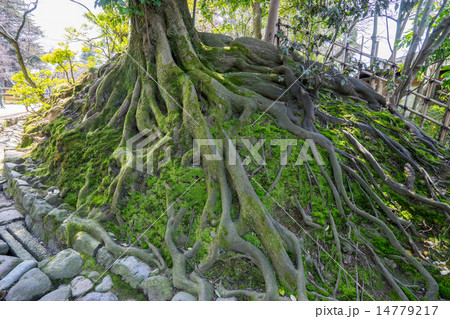 たくましく根をはる たくましく根をはる 14779217