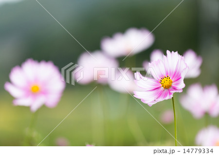 コスモス ピコティ ホワイト の写真素材