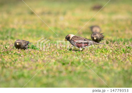 みんなでお食事中♪ みんなでお食事中♪ 14779353