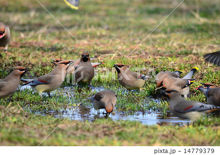 わいわい♪ゴクゴク♪ 14779379