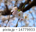 桜 14779933