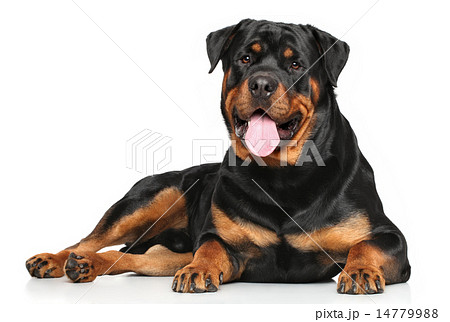 Rottweiler lying on white background 14779988