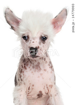 Chinese crested puppy on white background 14779993