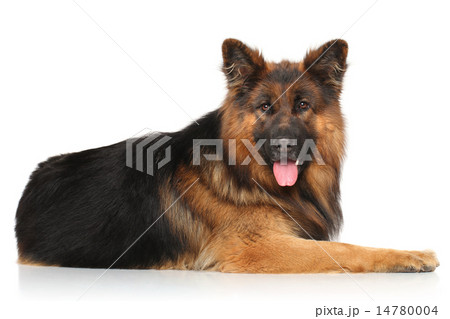 German shepherd dog 14780004