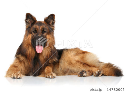 German shepherd dog 14780005