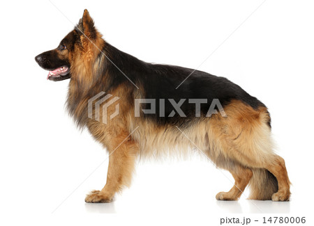 German shepherd dog in stand 14780006