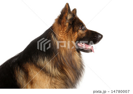 Profile of German shepherd dog 14780007