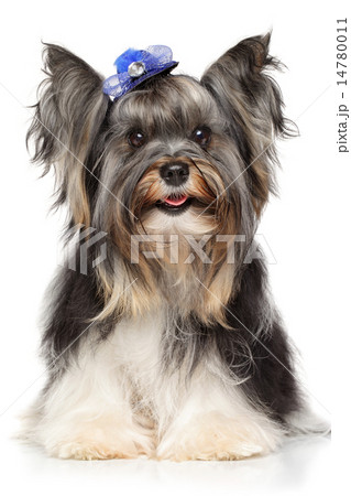 Portrait of a Biewer Yorkshire terrier Portrait of a Biewer Yorkshire terrier 14780011