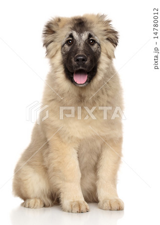 Caucasian Shepherd puppy Caucasian Shepherd puppy 14780012