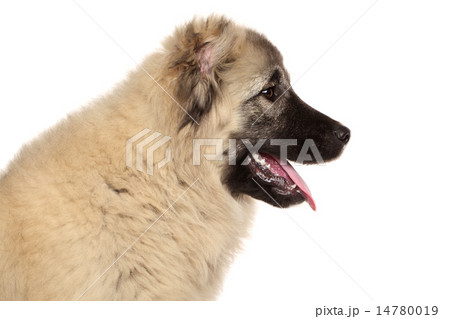 Caucasian shepherd puppy profile Caucasian shepherd puppy profile 14780019