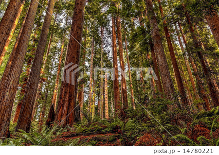 Redwood Forest 14780221
