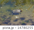 川を泳ぐ亀 14780255
