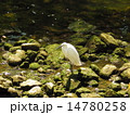 川に佇むサギ 14780258