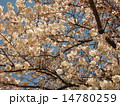 満開の桜 14780259