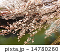 川辺に掛かる桜 14780260