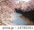 川岸に咲く満開の桜 14780261