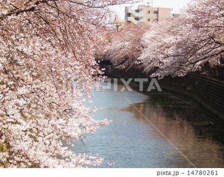 川岸に咲く満開の桜 14780261