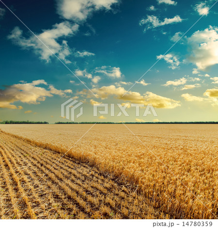sunset over wheat field sunset over wheat field 14780359
