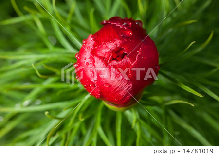 flower flower 14781019