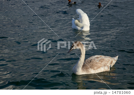 swan 14781060