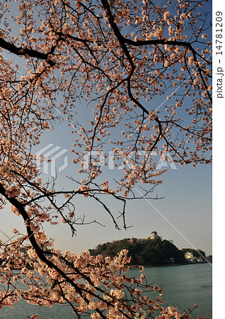 春の犬山城 14781209