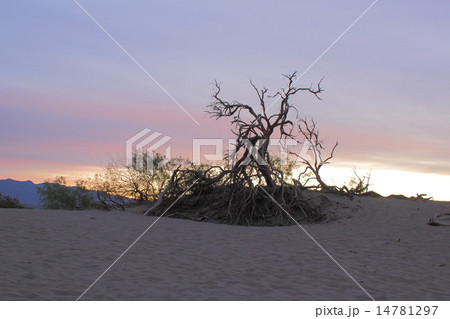 薄明のデスバレー国立公園 薄明のデスバレー国立公園 14781297