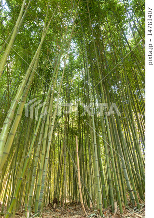 Bamboo forest Bamboo forest 14781407