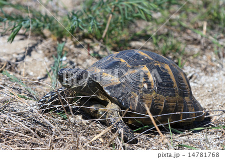 European bog turtle (emys orbicularis) European bog turtle (emys orbicularis) 14781768