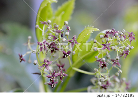 アオキの花 アオキの花 14782195