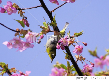 早春に咲く河津桜に遊ぶメジロ（クローズアップ） 14782294