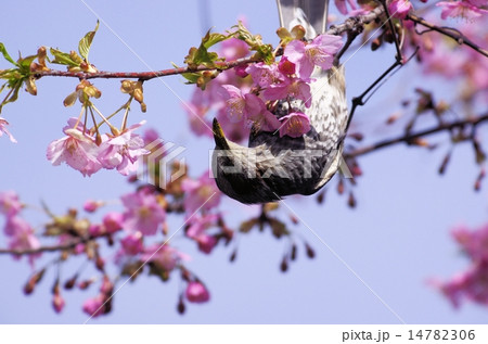満開の河津桜の蜜を求めるヒヨドリ 14782306
