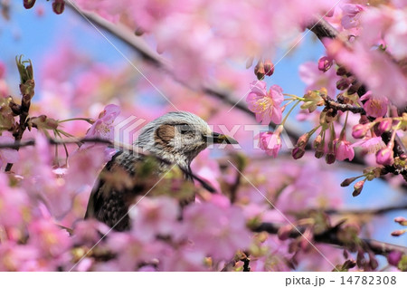 満開の河津桜の蜜を求めるヒヨドリ 満開の河津桜の蜜を求めるヒヨドリ 14782308