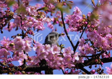 満開の河津桜の蜜を求めるヒヨドリ 満開の河津桜の蜜を求めるヒヨドリ 14782310